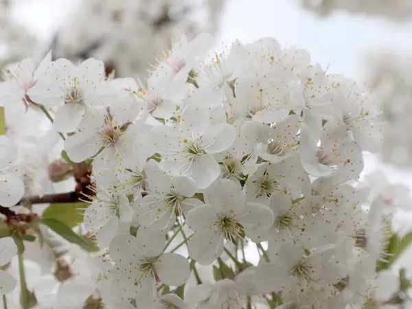 Vacker Vår Vita Blommor Och Körsbär Träd Grenar — Stockfoto