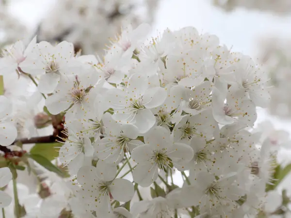 Bellissimi Fiori Bianchi Primaverili Rami Ciliegio — Foto Stock