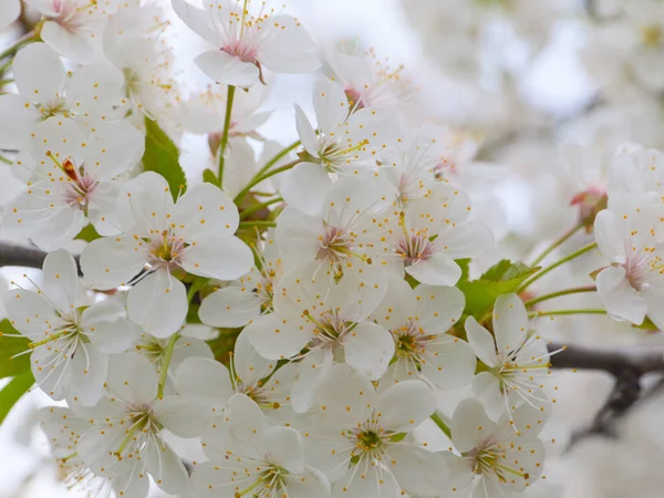 Bellissimi Fiori Bianchi Primaverili Rami Ciliegio — Foto Stock