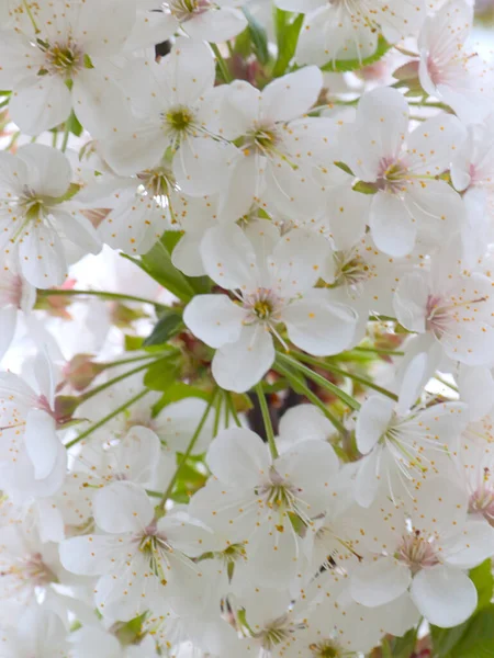 Bellissimi Fiori Bianchi Primaverili Rami Ciliegio — Foto Stock