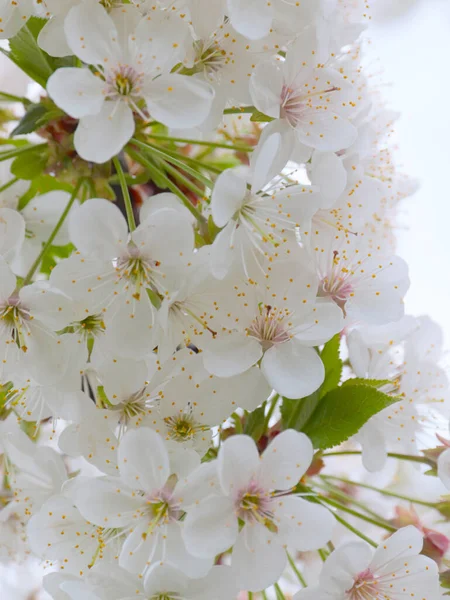 Schöne Frühlingshafte Weiße Blumen Und Kirschbaumzweige — Stockfoto