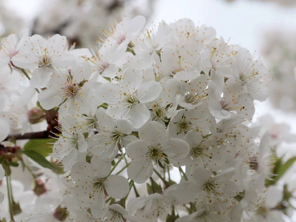Schöne Frühlingshafte Weiße Blumen Und Kirschbaumzweige — Stockfoto