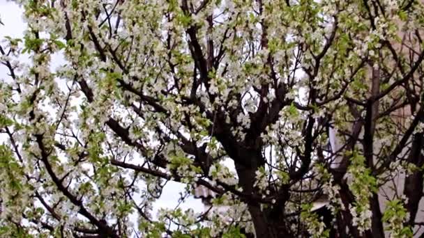 Belas Flores Brancas Nos Ramos Uma Cereja Árvore Jardim — Vídeo de Stock