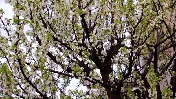 Hermosas Flores Blancas Las Ramas Cerezo Árbol Jardín — Vídeo de stock