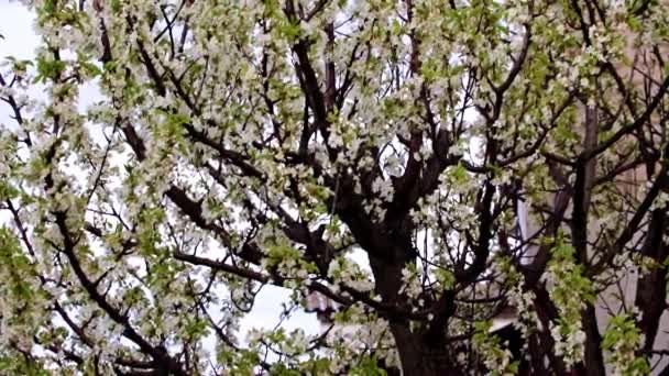 Belas Flores Brancas Nos Ramos Uma Cereja Árvore Jardim — Vídeo de Stock