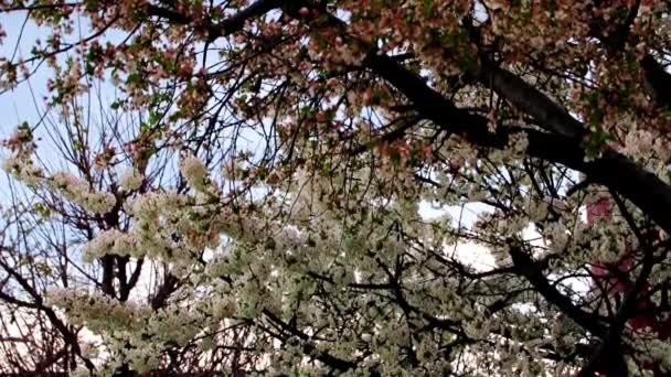 Beautiful White Flowers Branches Garden Tree Cherry — Stock Video