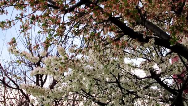 Belas Flores Brancas Nos Ramos Uma Cereja Árvore Jardim — Vídeo de Stock