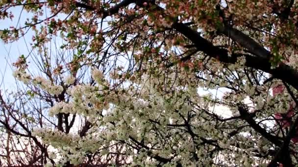 Beautiful White Flowers Branches Garden Tree Cherry — Stock Video