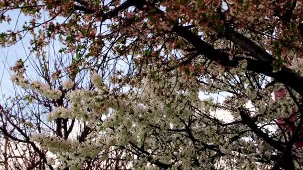 庭の桜の枝に美しい白い花を咲かせ — ストック動画