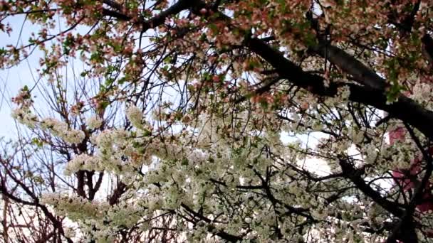 庭の桜の枝に美しい白い花を咲かせ — ストック動画