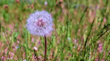 Çayırdaki yeşil çimlerin arasında güzel bir karahindiba çiçeği