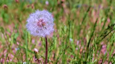 Çayırdaki yeşil çimlerin arasında güzel bir karahindiba çiçeği