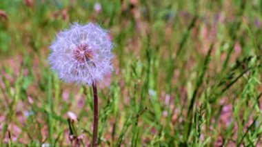 Çayırdaki yeşil çimlerin arasında güzel bir karahindiba çiçeği