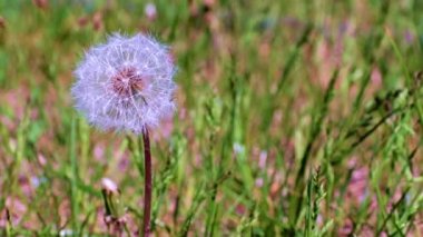 Çayırdaki yeşil çimlerin arasında güzel bir karahindiba çiçeği