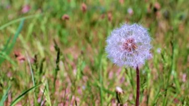 Çayırdaki yeşil çimlerin arasında güzel bir karahindiba çiçeği