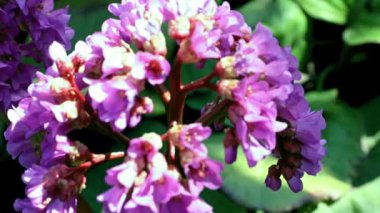 Güzel çiçekli şifalı bitki ayı kulağı ya da badan