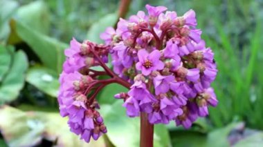 Güzel çiçekli şifalı bitki ayı kulağı ya da badan