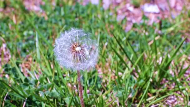 Bellissimo Fiore Dente Leone Tra Erba Verde Sul Prato — Video Stock