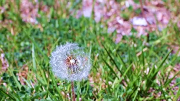 Bellissimo Fiore Dente Leone Tra Erba Verde Sul Prato — Video Stock