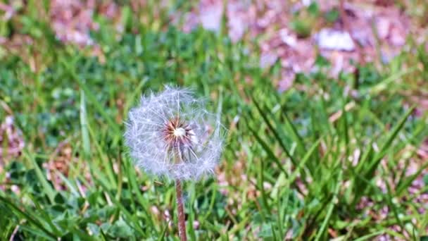 Красивый Цветок Одуванчика Среди Зеленой Травы Лугу — стоковое видео
