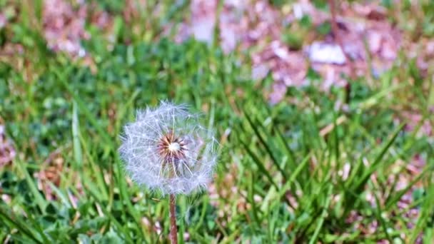 草原の緑の草の間に美しいタンポポの花 — ストック動画