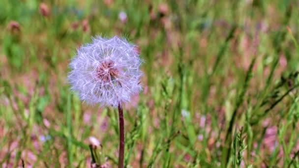 草原の緑の草の間に美しいタンポポの花 — ストック動画