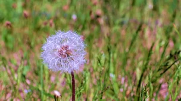 Çayırdaki Yeşil Çimlerin Arasında Güzel Bir Karahindiba Çiçeği — Stok video