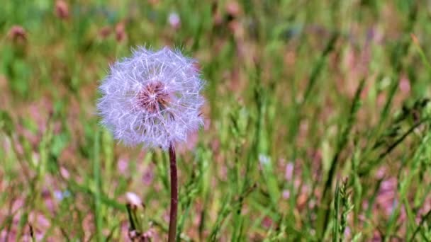 Mooie Paardebloem Tussen Het Groene Gras Het Weitje — Stockvideo