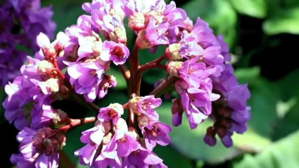 Heilpflanze Mit Schönen Blüten Bärenohr Oder Badan — Stockvideo