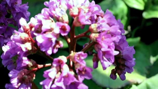 Heilpflanze Mit Schönen Blüten Bärenohr Oder Badan — Stockvideo