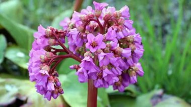 Güzel çiçekli şifalı bitki ayı kulağı ya da badan