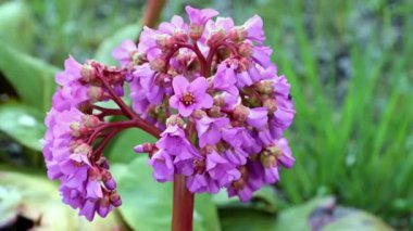 Güzel çiçekli şifalı bitki ayı kulağı ya da badan