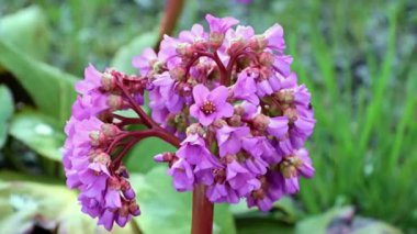 Güzel çiçekli şifalı bitki ayı kulağı ya da badan