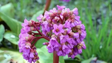 Güzel çiçekli şifalı bitki ayı kulağı ya da badan