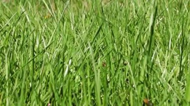 Ormandaki güzel yeşil çimenler