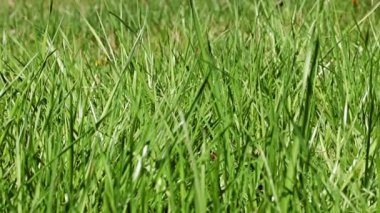 Ormandaki güzel yeşil çimenler