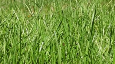 Ormandaki güzel yeşil çimenler