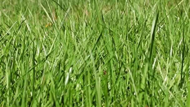 Schönes Grünes Gras Auf Einer Waldlichtung — Stockvideo