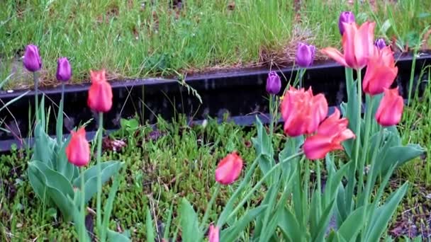 Tulipanes Jardín Rojo Brillante Como Flores Para Decoración Del Parque — Vídeo de stock