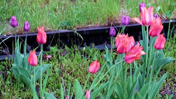 Ярко Красные Тюльпаны Виде Цветов Украшения Парка — стоковое видео
