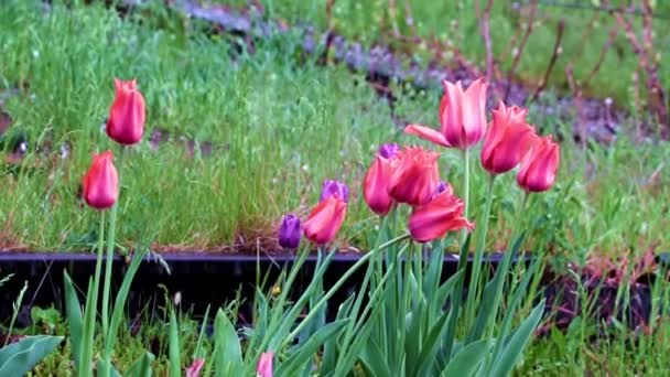 Leuchtend Rote Gartentulpen Als Blumen Für Die Parkdekoration — Stockvideo