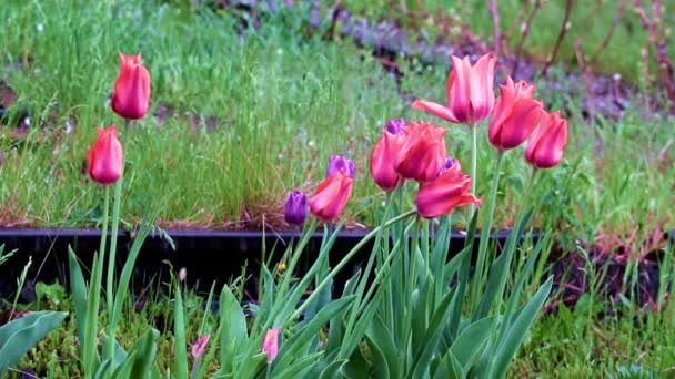 Tulipanes Jardín Rojo Brillante Como Flores Para Decoración Del Parque — Vídeo de stock