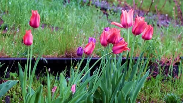 Tulipanes Jardín Rojo Brillante Como Flores Para Decoración Del Parque — Vídeo de stock
