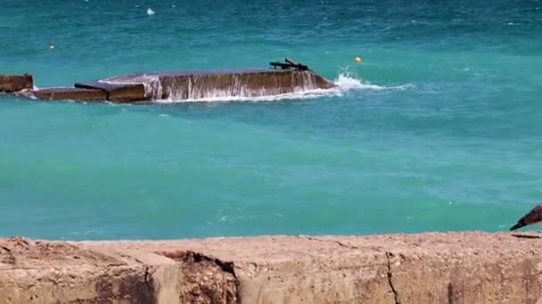 Zee Vogel Meeuw Een Betonnen Pier Aan Middellandse Zee Kust — Stockvideo