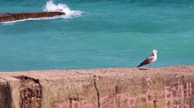 Akdeniz kıyısındaki beton bir rıhtımda martı.