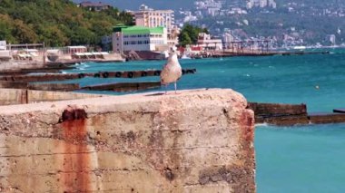 Akdeniz kıyısındaki beton bir rıhtımda martı.
