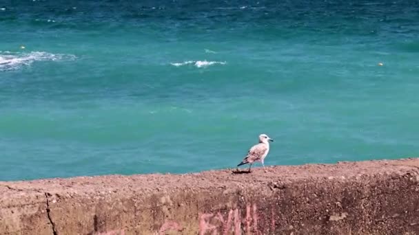 Gaviota Muelle Hormigón Costa Mediterránea — Vídeos de Stock