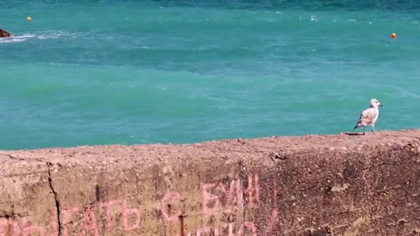 Akdeniz Kıyısındaki Beton Bir Rıhtımda Martı — Stok video