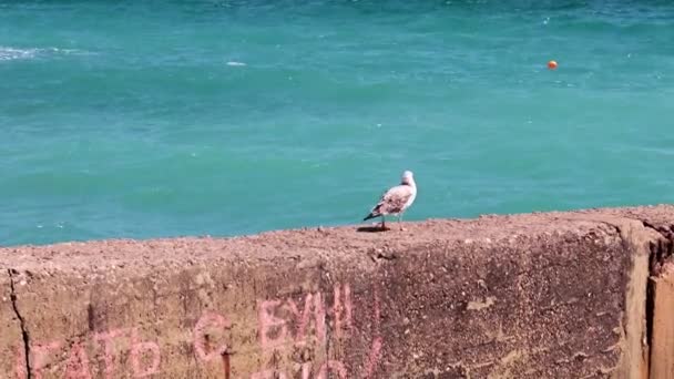 Zee Vogel Meeuw Een Betonnen Pier Aan Middellandse Zee Kust — Stockvideo
