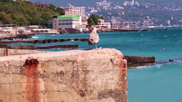 Чайка Бетонном Пирсе Средиземноморском Побережье — стоковое видео